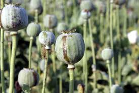 The New Mexican Marijuana
