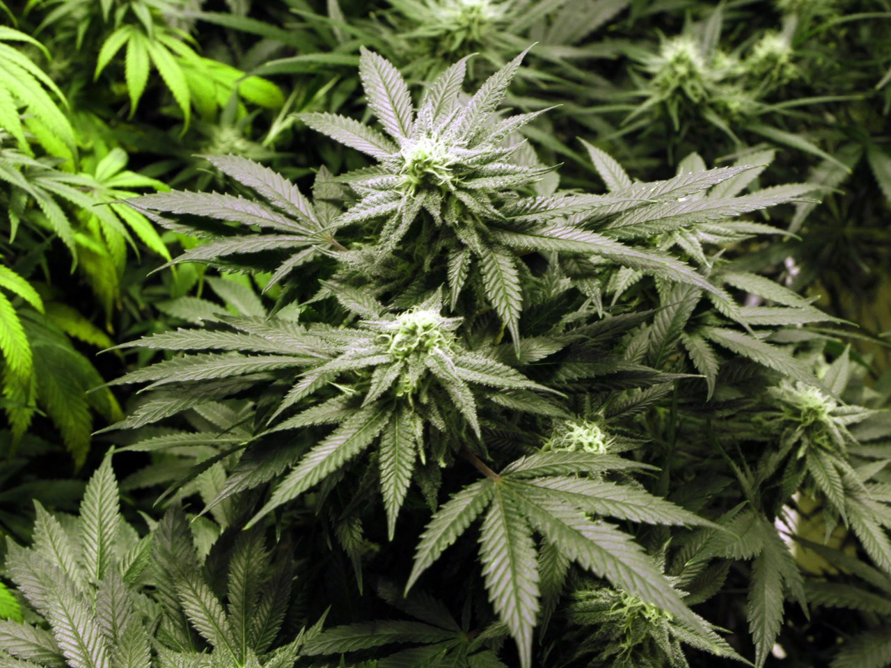 Study shows legalized cannabis reduces opioid deaths