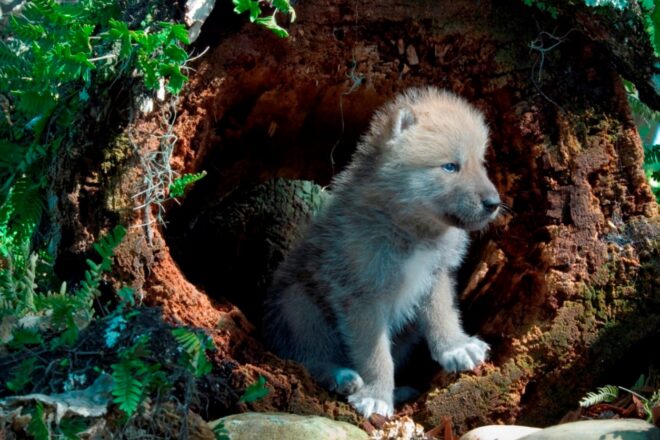 Democrats threaten lawsuit over new Endangered Species Protection revisions