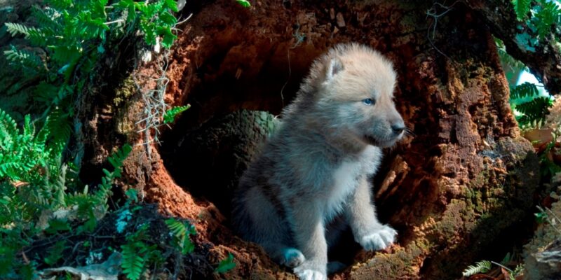 Democrats threaten lawsuit over new Endangered Species Protection revisions