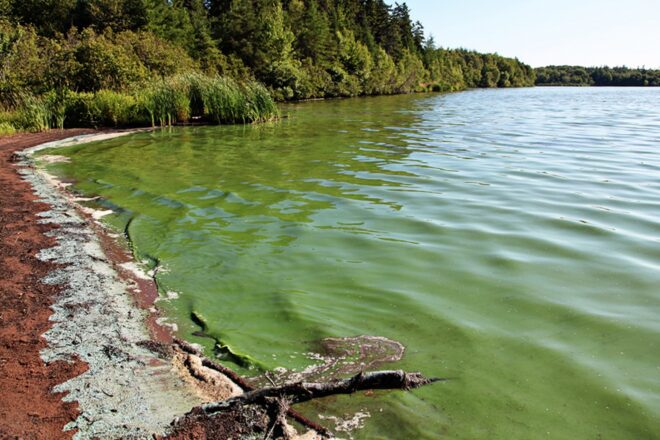 Toxic algae blooms kill dogs in Georgia and Texas